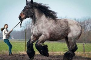 Видео: Клейдесдаль, першерон и другие породы самых мощных и сильных коней в мире