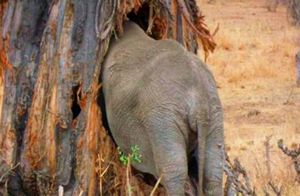 Видео: Гигантские «злюки» — почему слоны крушат деревья и гоняют всех без разбора