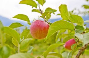 Безопасно ли есть яблоки в городских парках