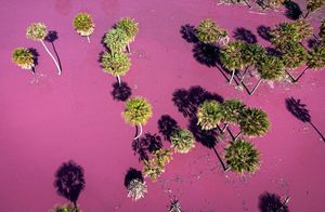 Фото дня: лагуна, ставшая розовой из-за загрязнений