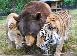 Дружба тигра, льва и медведя длится 15 лет