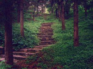 Портал между мирами — кто оставляет таинственные лестницы в лесу, которые никуда не ведут