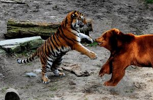 Видео: 5 животных, которые могут победить тигра, хозяина тайги и сверххищника