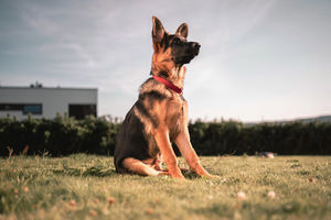 Телохранитель: 9 пород собак — лучших сторожей и охранников