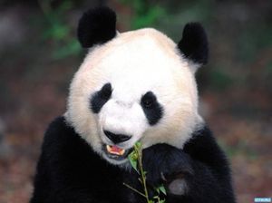Бамбуковый медведь панда