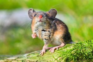 Полевые мыши и хомяки имеют способности к счету