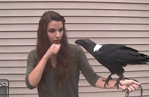 Видео: Ворона просят повторять слова, а он говорит что сам считает нужным