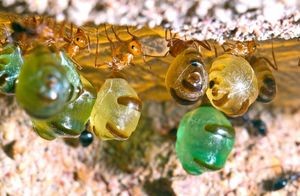 Видео: Живые «медовые бочки» — муравьи, которые хранят мед для собратьев