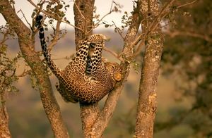 Упал с дерева, выронил добычу, расстроил маму: как прошла первая охота юного леопарда
