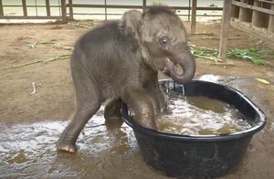 Видео: Радость без границ — слоненок впервые принимает ванну
