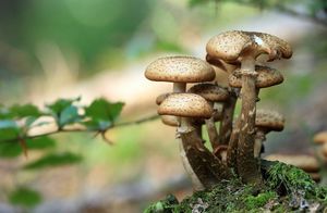 От Китая до Финляндии: лучшие страны по всему миру для сбора грибов