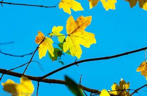 Почему осенние листья в Европе желтые, а в Северной Америке — красные