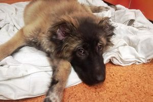 История спасения породистого щенка, брошенного на помойке в Омске