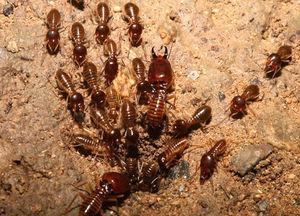 Жуй жука: насекомые, которых при выживании едят как мясо