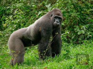 Гигантская горилла по кличке Бобо подружилась с крошечным зверьком, по прозвищу Малыш