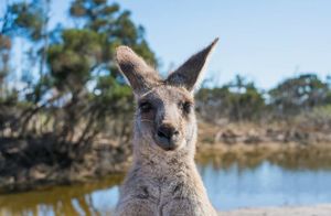 Кенгуру на постерах и попугаи вместо голубей: 12 фото необычной Австралии