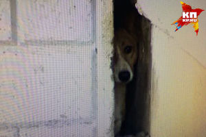 Спасатели освободили собаку, более трех лет просидевшую в щели между домами