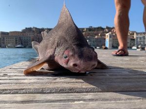 Итальянские рыбаки поймали удивительную акулу-поросенка