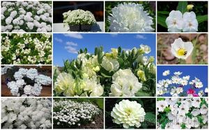 20 однолетников с белыми цветками – подойдут для любого стиля сада