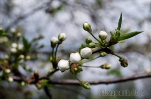 Почему не цветет вишня – 5 возможных причин и советы, что делать