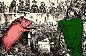 Свиньи, коты и гусеницы, которые сидели в тюрьме: как в Средние века судили животных
