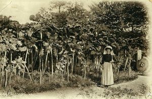Джерсийская капуста: удивительное растение высотой с дерево