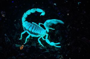 Видео: Зачем скорпионам флуоресценция