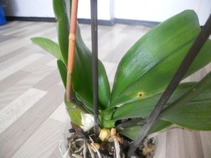 Что делать и почему у орхидеи полностью засох цветонос