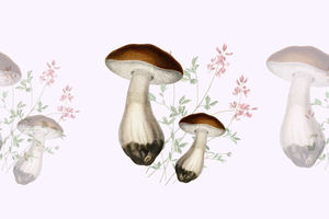 Как выглядят грибы съедобные и несъедобные? Шпаргалка для новичков