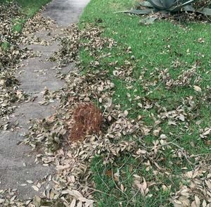 Девочка стала приемной мамой для бельчат, которых спасла во время урагана