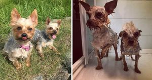 20 смешных собак, сфотографированных до и после принятия ванны