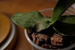 Рецепт витаминного коктейля для здоровья орхидей