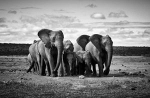 Фото дня: семья слонов на прогулке