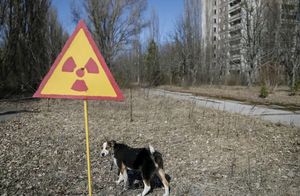 Видео: Почему в Чернобыле живут животные, если там высокая радиация