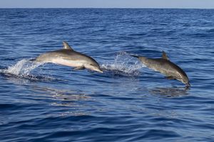 Ужасные традиции: на Фарерских островах состоялась традиционная охота на дельфинов
