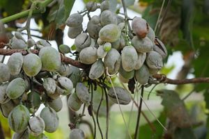 Оидиум винограда: предупреждаем, распознаем, лечим