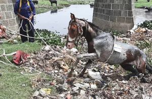 Видео: Люди заметили посреди болота, полного мусора, лошадь и поспешили помочь