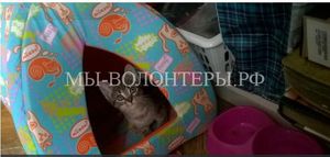 Петербуржцы спасли котенка, который четыре дня просидел в брошенной машине