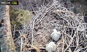Камера видеонаблюдения за птенцами орлана возможно засняла Снежного человека