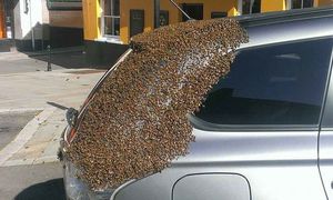 Что будет, если 20 тысячам пчел понравится ваша машина