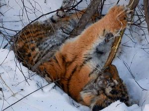В Приморье нашли истощенных тигрят. Их мать убили браконьеры