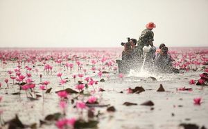 "Море" красных лотосов в Таиланде
