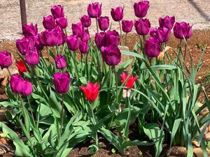 Уже пора создавать красивую и разноцветную весну. Сегодня сажаем тюльпаны для цветения в феврале
