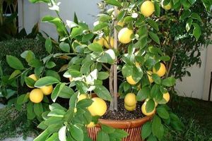 Как называется цитрусовый гибрид лимона и апельсина