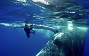 Огромный кит толкал испуганную девушку носом, потому что спасал её