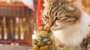 Почему ваша кошка без ума от оливок и можно ли их есть