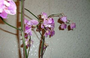 Почему у орхидеи опадают цветы и как спасти цветок