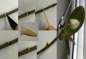 Применение цитокининовой пасты для размножения орхидей