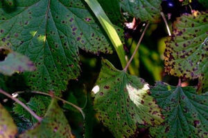 Белые пятна и темная кайма на листьях смородины: что это такое