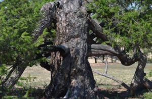 Видео: Ученые нашли дерево, которое изменило взгляд на историю Земли